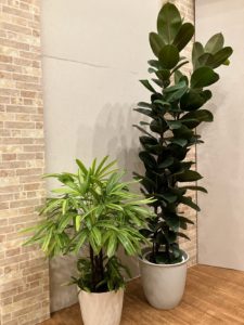 老人ホームの入口付近に置かれた大きな観葉植物二つ。